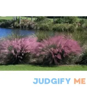 3 Pink Muhly Grass in 2.5 Inch Containers (3 Pots of Plants) by Daylily Nursery
