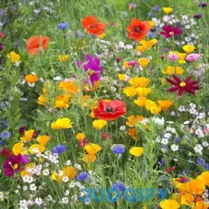West Wildflower Seed Mix