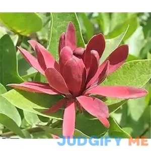10 SWEETSHRUB Carolina Allspice Fragrant Calycanthus Floridus Shrub Flower Seeds