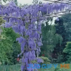 2.5 Qt. Wisteria Blue Flowering Shrub with Blue Flowers