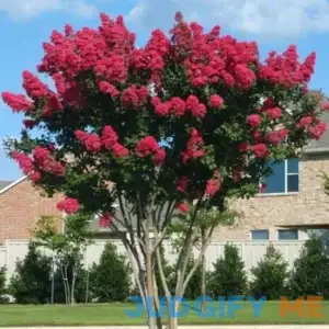Dynamite Crape Myrtle - 1 Gallon Pot - Deer-Resistant