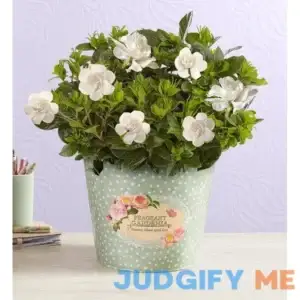 1-800-Flowers Fragrant Gardenia