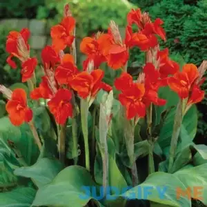 Van Zyverden Canna President Dormant Flower Bulb Full Sun