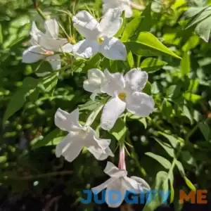 Jasmine Officinale Hardy