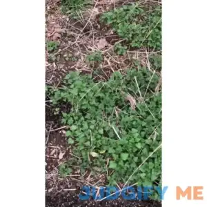 Stinging Nettle Seeds 500 Seeds