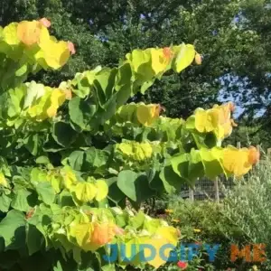 Rising Sun Redbud Tree - 4-5ft tall (Limited Availability)