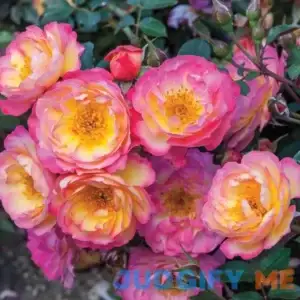 Spring Hill Nurseries Watercolors Home Run Dormant Bare Root Shrub Rose