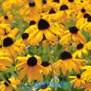 Van Zyverden Rudbeckia Goldsturm Plant Root Partial Sun
