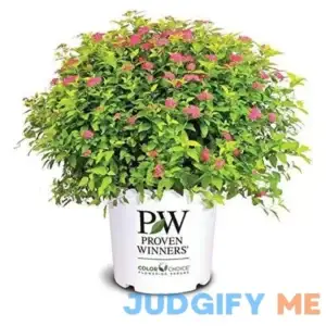 Mackey's Farm Spirea