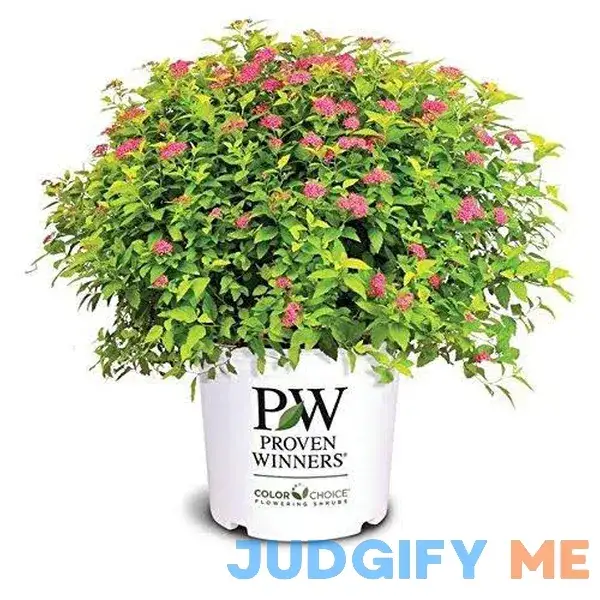 Mackey's Farm Spirea Mackey's Farm Spirea