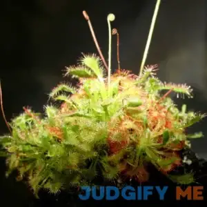 Sundew Drosera Spatulata