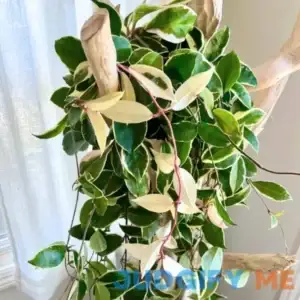 Hoya Carnosa Plant Live