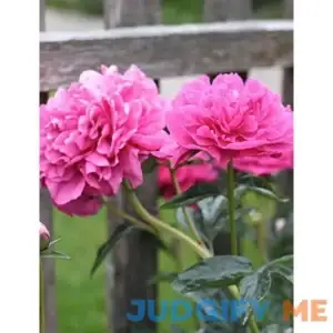 Sarah Bernhardt Garden Peony