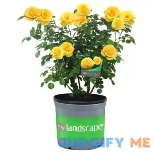 2 Gal. Sol Desire Rose with Yellow Flowers