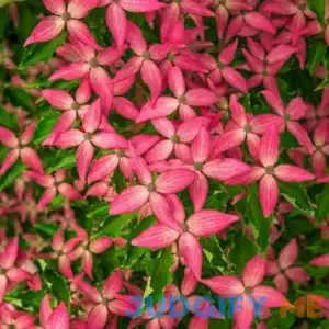 Scarlet Fire Dogwood Tree Zone 5-9