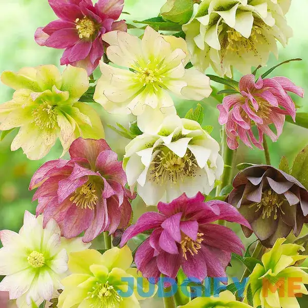Double Queen Hellebores | Holland Bulb Farms Double Queen Hellebores | Holland Bulb Farms