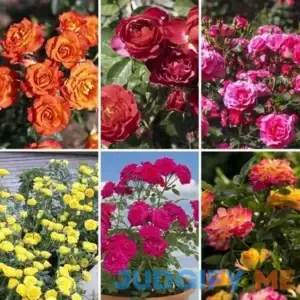 2.5 in. Miniature Rose Collection