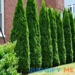 Full Speed A Hedge American Pillar Arborvitae - 1 Quart Pot (1 to 2 Feet Tall) - Deer-Resistant