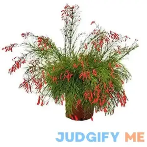 Tropical Plants of Florida 24 inch to 28 inch Red Firecracker Bush