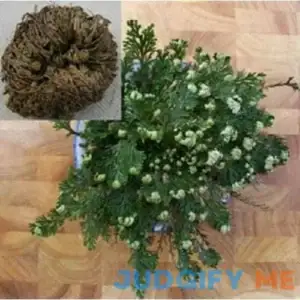 Live Resurrection Plant Rose of Jericho Dinosaur Fern Miracle Air *Flat Shipping
