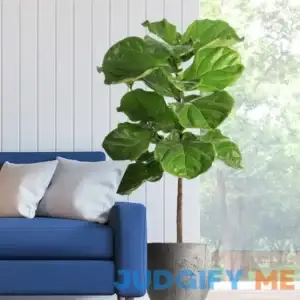 2-3 ft- The Most Popular Houseplant for Decor