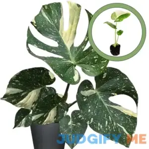 Monstera Thai Constellation Starter Plant