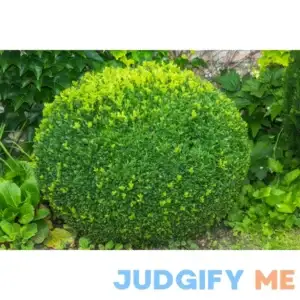 Unbranded Green Mountain Boxwood Broadleaf Evergreen Shrub 1 Gal EGBX001