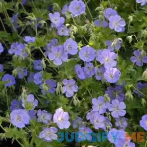 Rozanne Cranesbill | One Quart