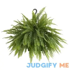 Boston Fern Plant in 9.25 in. Hanging Basket