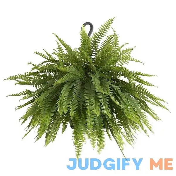 Boston Fern Plant in 9.25 in. Hanging Basket Boston Fern Plant in 9.25 in. Hanging Basket