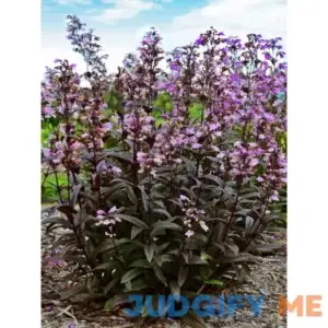Penstemon Blackbeard Perennial Plant by Bluestone Perennials