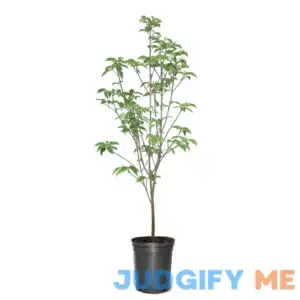 Southern Planters 3-Gallons Pink Flowering Dogwood In Pot DOGPIN03G