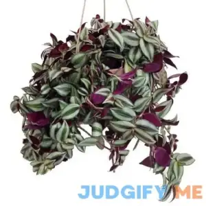 Hirts: House Plant Purple Wandering Jew - 6" Hanging Pot - Easy to Grow House Plant - inch Plant