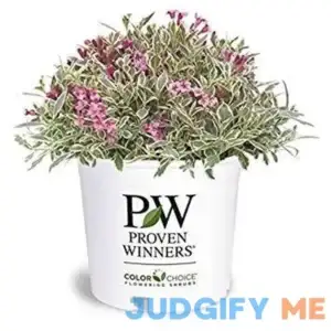 Proven Winners Weigela florida My Monet Shrub