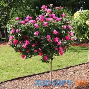 Brighter Blooms Pink Knock Out Rose Tree