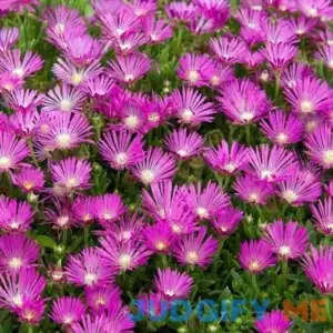 Pink Ice Plant | One Quart