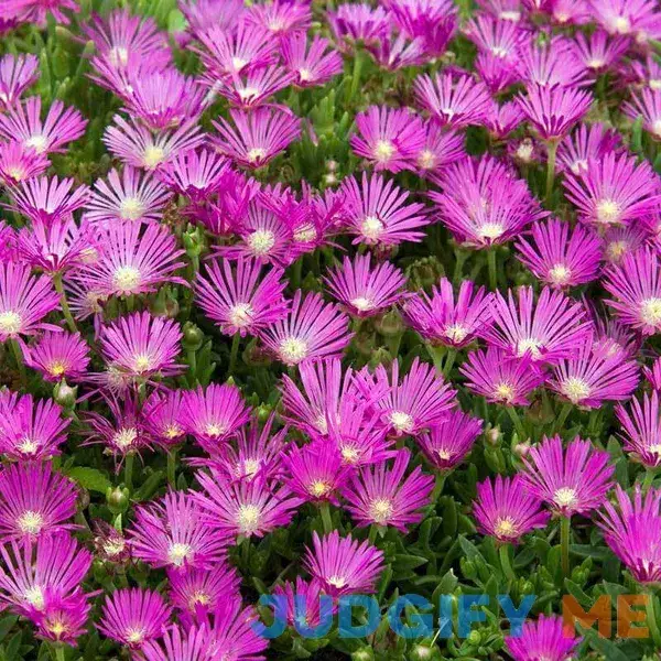 Pink Ice Plant | One Quart Pink Ice Plant | One Quart