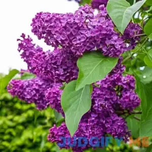 Spring Hill Nurseries Albert F Holden Lilac Potted Deciduous Flowering Shrub 93768