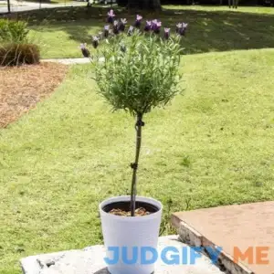 Lavender Standard Topiary Tree