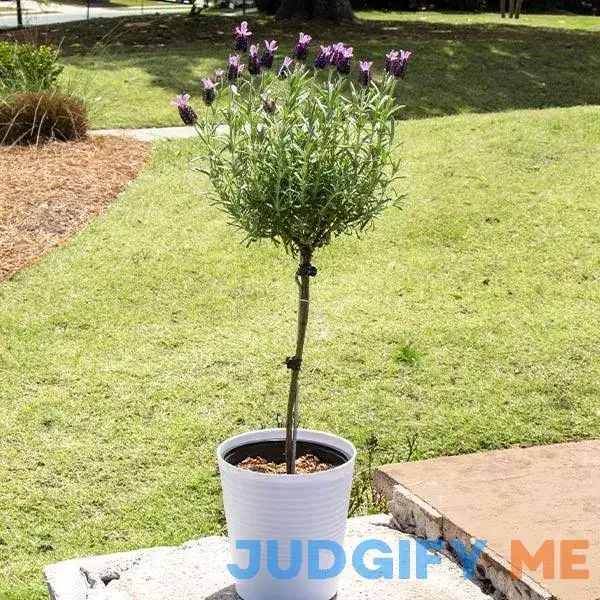 Lavender Standard Topiary Tree Lavender Standard Topiary Tree