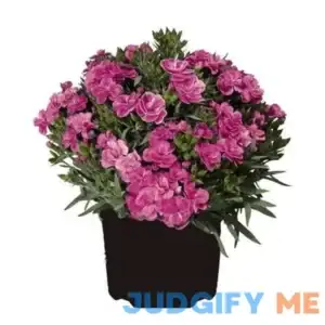 Better Homes and Gardens Outdoor Live Plant Dianthus Carnation Peman