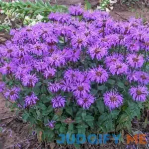 Spring Hill Nurseries Purple Plant in 1-Pack Bareroot 92336