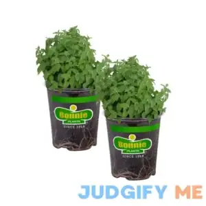 Bonnie Plants Catnip