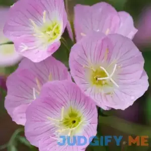 Showy Pink Evening Primrose