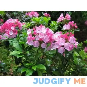 Mountain Laurel Shrub