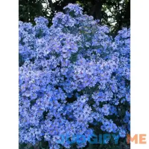 Aster Bluebird Perennial Plant by Bluestone Perennials