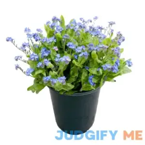 Perennial Myosotis s. Bluesylva 2.5 QT