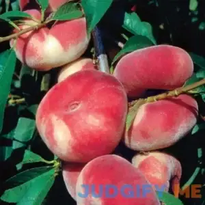Stark Saturn Peach Semi-Dwarf