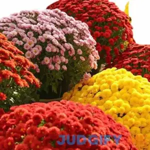 300+ Chrysanthemum Heirloom Rare Ground Cover Seeds for Planting - Non-GMO Landscape Flower Mixed Color Lawn Seeds