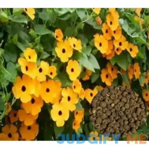100 Black Eyed Susan Vine Seeds Thunbergia Alata Flower